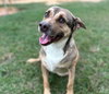 Buddy - Photo 8