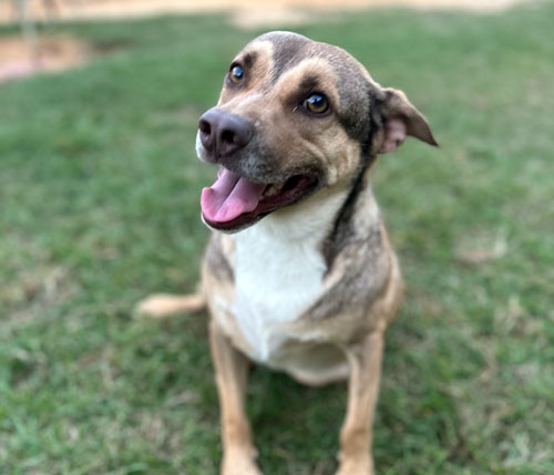 Buddy