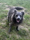 adoptable Dog in Eastman, GA named Shadow