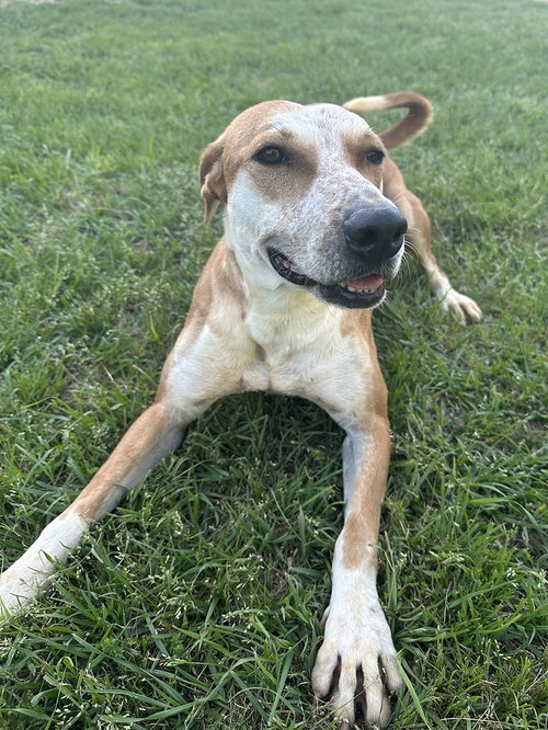 GINNY - Labrador Retriever available for adoption