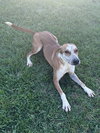 Ginny - Photo 3