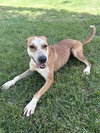 Ginny - Photo 4