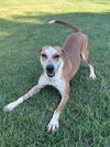 adoptable Dog in Eastman, GA named Ginny