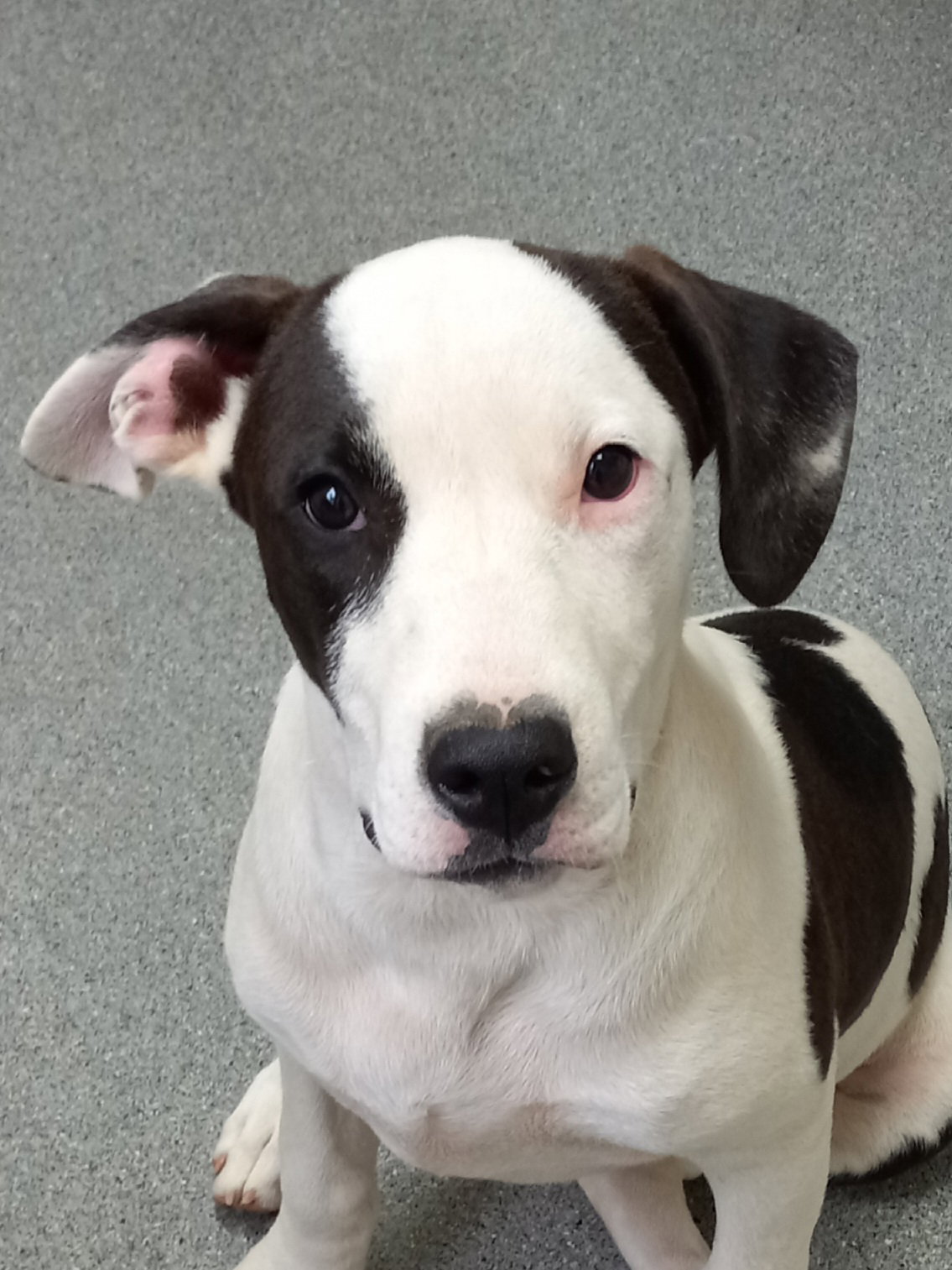 Dog adoption in Eastman, GA 31023 Labrador Retriever / Mixed (short