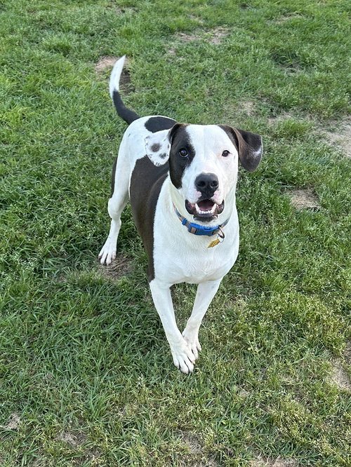 WATSON - Labrador Retriever available for adoption