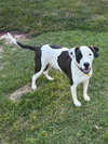 Watson - Photo 3