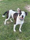 adoptable Dog in eastman, GA named Watson