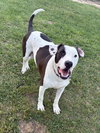 Watson - Photo 4