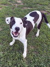 Watson - Photo 5