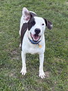 Watson - Photo 6