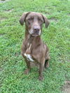 adoptable Dog in  named Hunter
