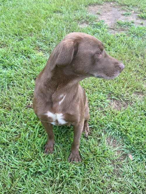 HUNTER - Labrador Retriever available for adoption
