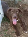 adoptable Dog in Eastman, GA named Hunter