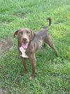 adoptable Dog in  named Tucker
