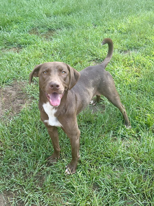 TUCKER - Labrador Retriever available for adoption