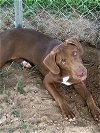 adoptable Dog in eastman, GA named Tucker
