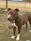 adoptable Dog in Eastman, GA named Wilson