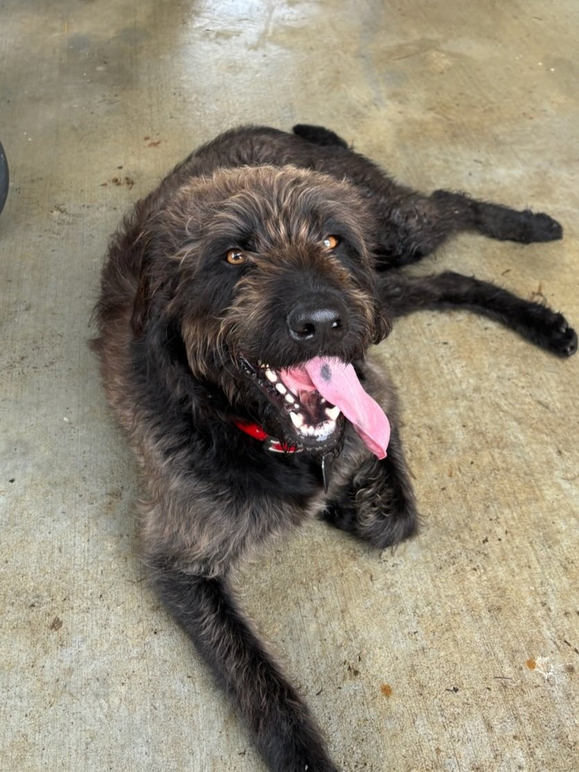 adoptable Dog in Eastman, GA named Max