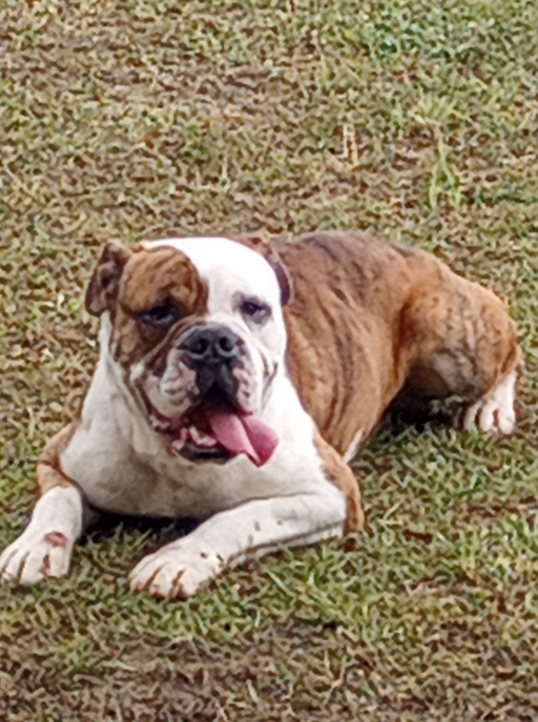 adoptable Dog in Eastman, GA named Barkley