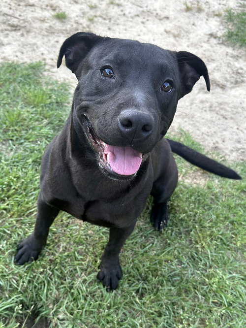 TOBY - Labrador Retriever available for adoption