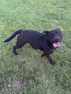 Toby - Photo 3