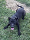 Toby - Photo 4