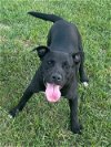adoptable Dog in eastman, GA named Tasha