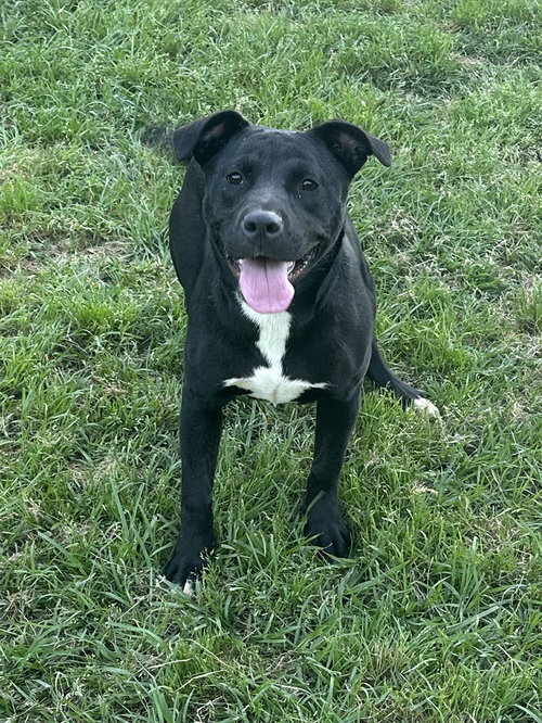 TASHA - Labrador Retriever available for adoption