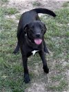 adoptable Dog in eastman, GA named Taylor