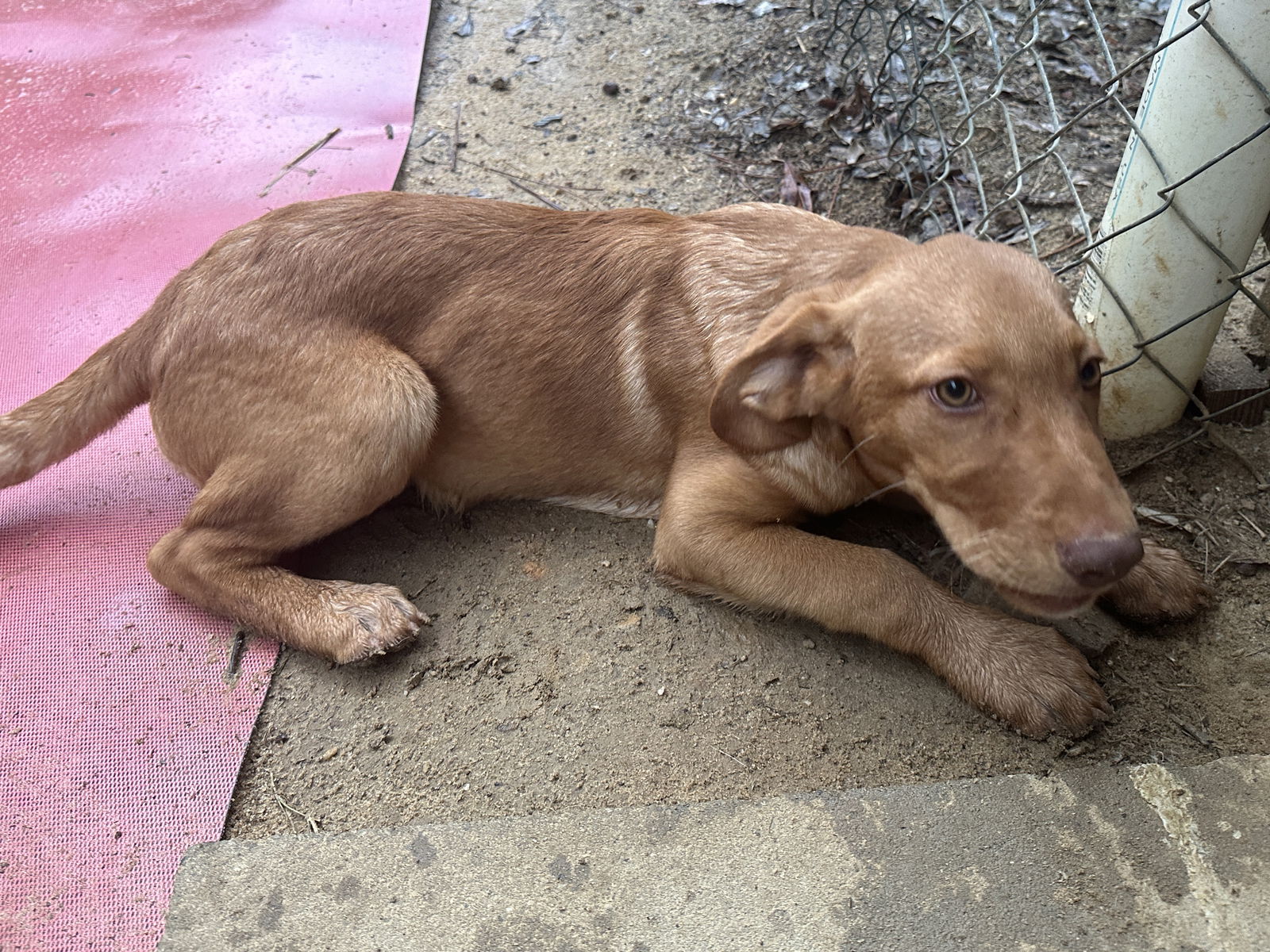 adoptable Dog in Eastman, GA named Lobo