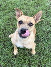 adoptable Dog in  named Emma
