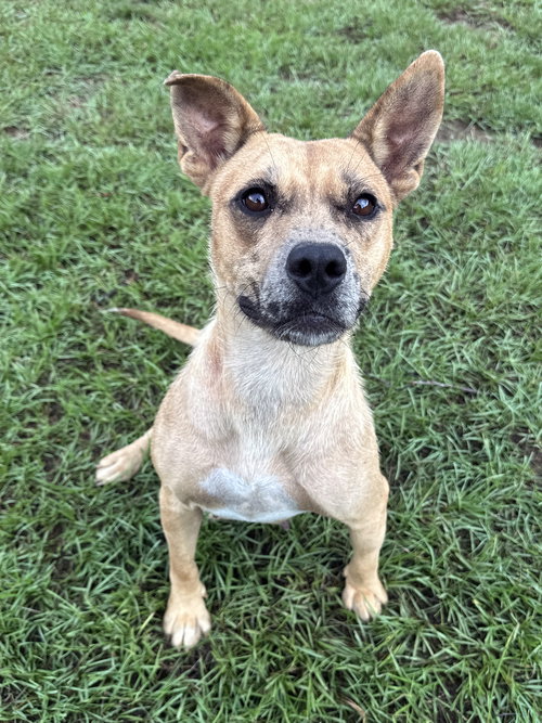 EMMA - Unknown available for adoption