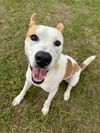 adoptable Dog in Eastman, GA named Lucky