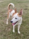 Lucky - Photo 2