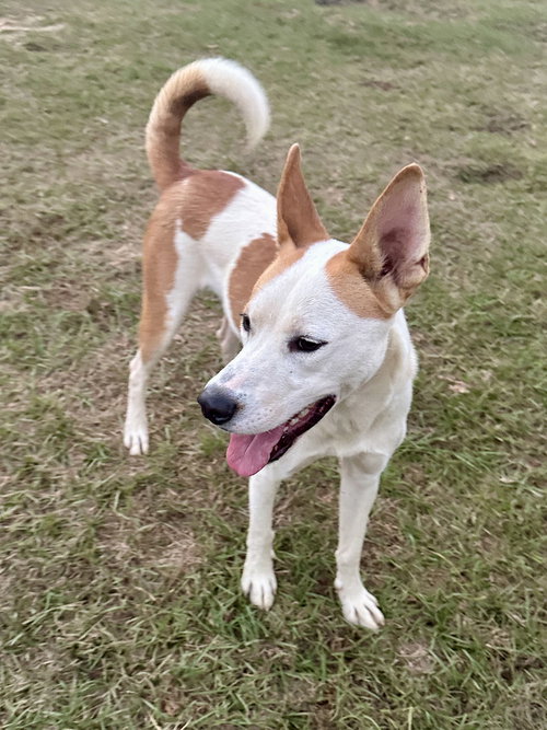 LUCKY - Husky / Bull Terrier available for adoption