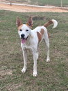 Lucky - Photo 5