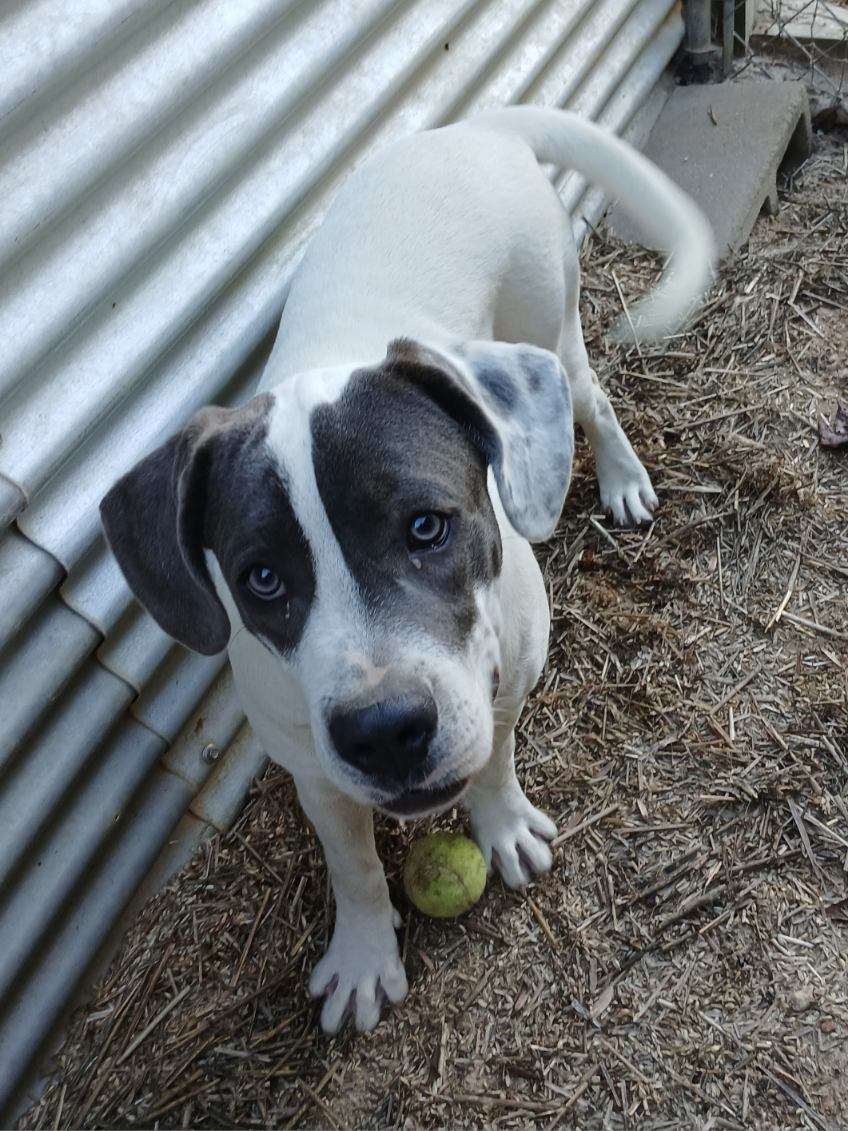 Shiloh - Unknown