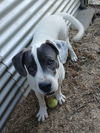 adoptable Dog in  named Shiloh