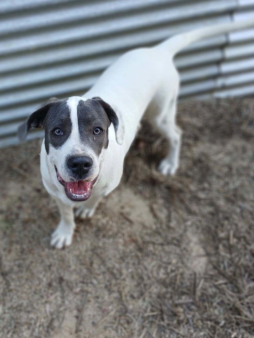 SHILOH - Unknown available for adoption