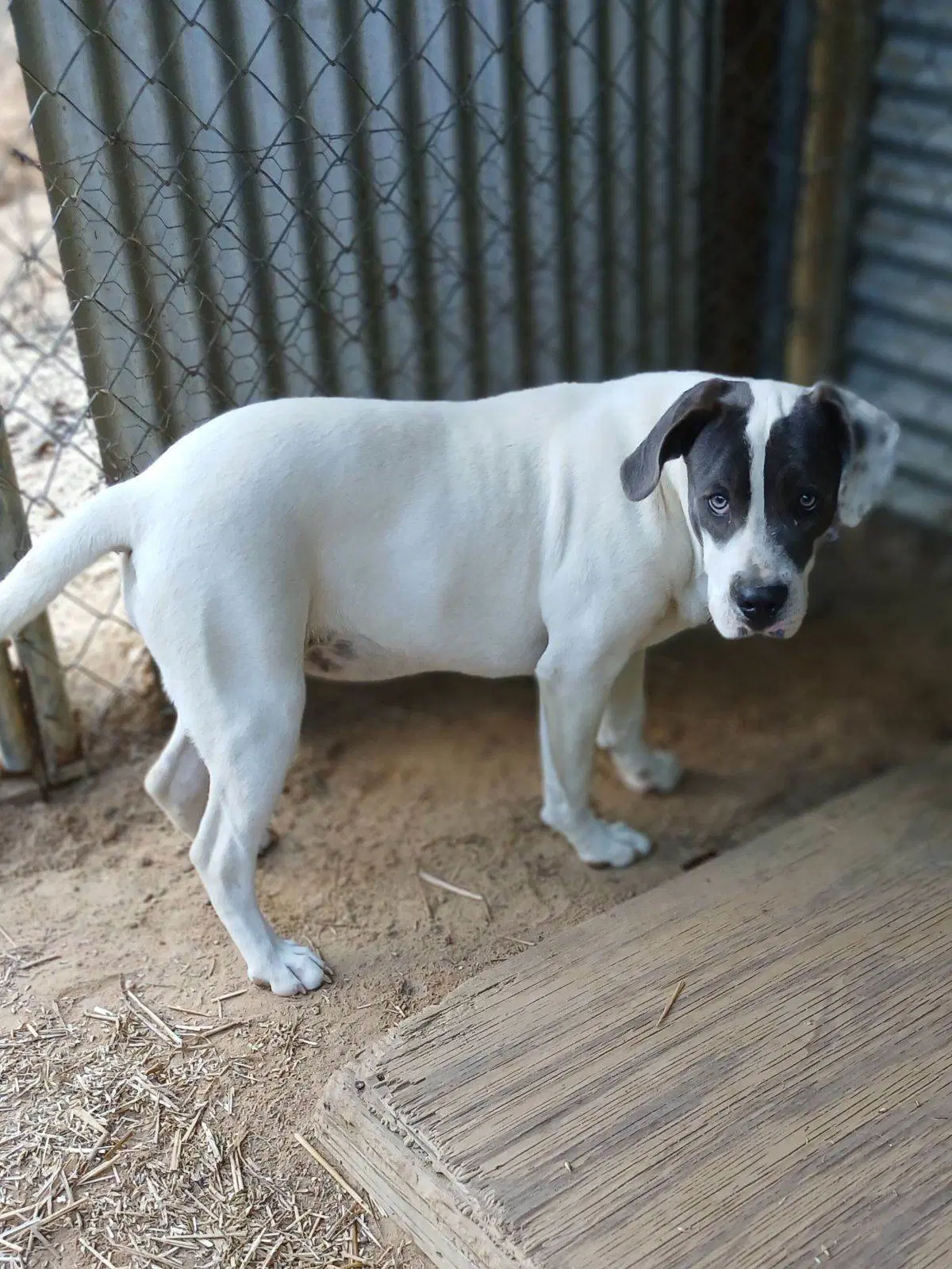 Shiloh image 3