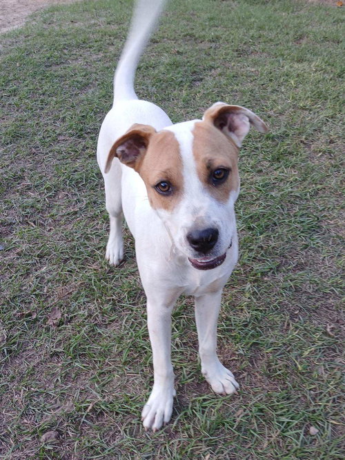 CHEYENNE - Unknown available for adoption
