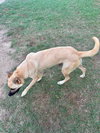 Honey - Photo 5