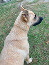 Honey - Photo 6