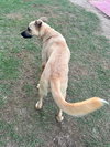 Honey - Photo 7