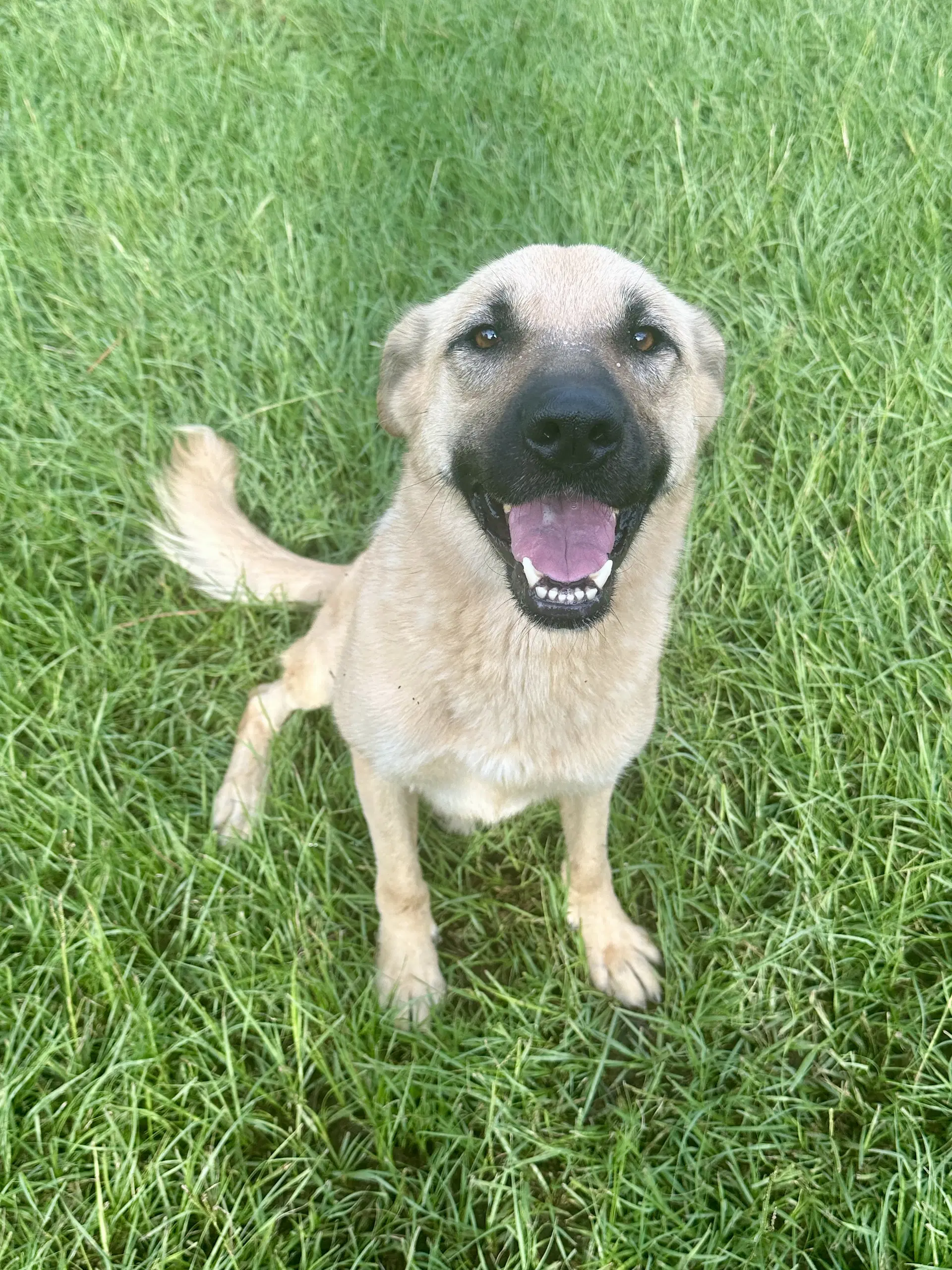 Honey - German Shepherd Dog