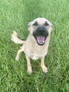 adoptable Dog in  named Honey