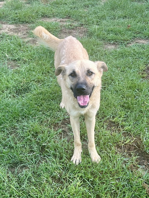 HONEY - German Shepherd Dog available for adoption