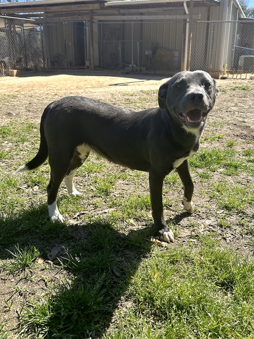 PATCHES - Unknown available for adoption