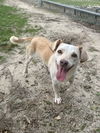 adoptable Dog in , GA named Dubby