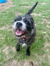 adoptable Dog in , GA named Viola